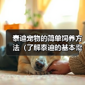 泰迪宠物的简单饲养方法（了解泰迪的基本需求，营造舒适生活环境）（图4）