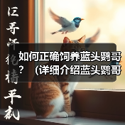 如何正确饲养蓝头鹦哥？（详细介绍蓝头鹦哥的生活习性和健康管理方法）（图3）