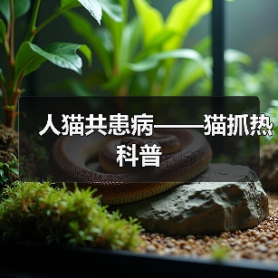人猫共患病——猫抓热科普（图3）