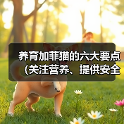 养育加菲猫的六大要点(关注营养、提供安全、给予关爱,打造幸福加菲猫生活)(图4) 养育加菲猫的六大要点(关注营养、提供安全、给予关爱,打造幸福加菲猫生活)(图4)