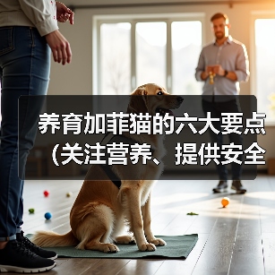 养育加菲猫的六大要点(关注营养、提供安全、给予关爱,打造幸福加菲猫生活)(图1) 养育加菲猫的六大要点(关注营养、提供安全、给予关爱,打造幸福加菲猫生活)(图1)
