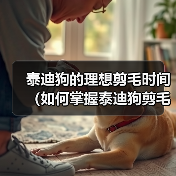 泰迪狗的理想剪毛时间（如何掌握泰迪狗剪毛的最佳时机）（图1）