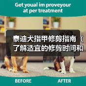 泰迪犬指甲修剪指南(了解适宜的修剪时间和方法,让你的泰迪宠物健康快乐)(图4) 泰迪犬指甲修剪指南(了解适宜的修剪时间和方法,让你的泰迪宠物健康快乐)(图4)