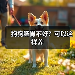 狗狗肠胃不好？可以这样养（图4）