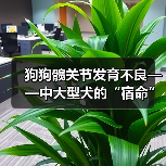 狗狗髋关节发育不良——中大型犬的“宿命”？（图1）