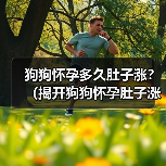 狗狗怀孕多久肚子涨？（揭开狗狗怀孕肚子涨的奥秘）（图4）