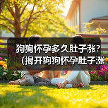 狗狗怀孕多久肚子涨？（揭开狗狗怀孕肚子涨的奥秘）（图1）