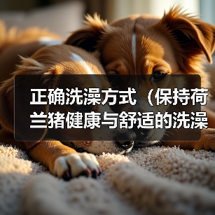 正确洗澡方式（保持荷兰猪健康与舒适的洗澡技巧）（图1）