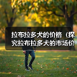 拉布拉多犬的价格(探究拉布拉多犬的市场价格和价值)(图2) 拉布拉多犬的价格(探究拉布拉多犬的市场价格和价值)(图2)