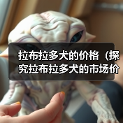 拉布拉多犬的价格(探究拉布拉多犬的市场价格和价值)(图3) 拉布拉多犬的价格(探究拉布拉多犬的市场价格和价值)(图3)