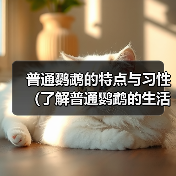 普通鹦鹉的特点与习性（了解普通鹦鹉的生活习性和特点，与其建立深入的联系）（图4）