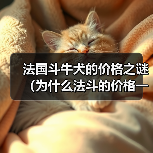 法国斗牛犬的价格之谜（为什么法斗的价格一直这么贵？）（图2）