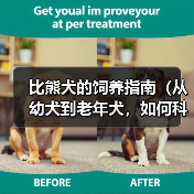 比熊犬的饲养指南(从幼犬到老年犬,如何科学照顾你的比熊宝贝)(图1) 比熊犬的饲养指南(从幼犬到老年犬,如何科学照顾你的比熊宝贝)(图1)