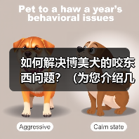 如何解决博美犬的咬东西问题？（为您介绍几种方法和技巧，让您的宠物停止咬东西。）（图2）