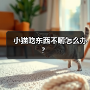 小猫吃东西不嚼怎么办?(图3) 小猫吃东西不嚼怎么办?(图3)