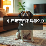 小猫吃东西不嚼怎么办?(图2) 小猫吃东西不嚼怎么办?(图2)