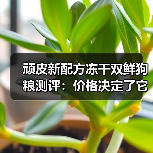 顽皮新配方冻干双鲜狗粮测评:价格决定了它的品质(图4) 顽皮新配方冻干双鲜狗粮测评:价格决定了它的品质(图4)
