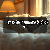 猫咪得了猫瘟多久会死?(图2) 猫咪得了猫瘟多久会死?(图2)