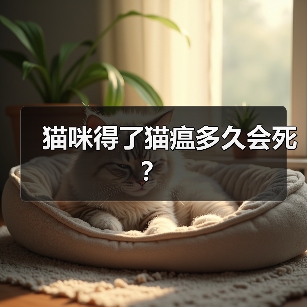 猫咪得了猫瘟多久会死?(图3) 猫咪得了猫瘟多久会死?(图3)