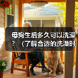 母狗生后多久可以洗澡?(了解合适的洗澡时间对母狗的重要性)(图2) 母狗生后多久可以洗澡?(了解合适的洗澡时间对母狗的重要性)(图2)