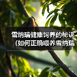 雪纳瑞健康饲养的秘诀(如何正确喂养雪纳瑞,让它保持健康与活力)(图2) 雪纳瑞健康饲养的秘诀(如何正确喂养雪纳瑞,让它保持健康与活力)(图2)