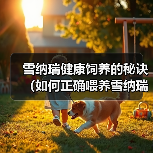 雪纳瑞健康饲养的秘诀(如何正确喂养雪纳瑞,让它保持健康与活力)(图4) 雪纳瑞健康饲养的秘诀(如何正确喂养雪纳瑞,让它保持健康与活力)(图4)