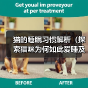 猫的睡眠习惯解析（探索猫咪为何如此爱睡及其对生活的影响）（图3）