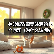 养波斯猫需要注意的15个问题(为什么波斯猫不适合所有人养?-猫)(图2) 养波斯猫需要注意的15个问题(为什么波斯猫不适合所有人养?-猫)(图2)