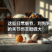 这些日常细节,对狗狗的关节伤害超级大!(图2) 这些日常细节,对狗狗的关节伤害超级大!(图2)