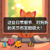 这些日常细节,对狗狗的关节伤害超级大!(图4) 这些日常细节,对狗狗的关节伤害超级大!(图4)