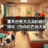 夏天巴哥犬洗澡的最佳频率（为你的巴哥犬提供清爽的夏日护理）（图4）