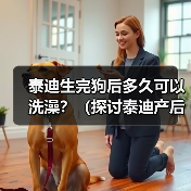 泰迪生完狗后多久可以洗澡？（探讨泰迪产后洗澡的最佳时间及相关注意事项）（图2）