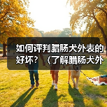 如何评判腊肠犬外表的好坏?(了解腊肠犬外表特征,做出准确评估)(图1) 如何评判腊肠犬外表的好坏?(了解腊肠犬外表特征,做出准确评估)(图1)