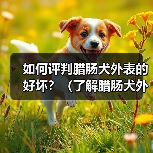 如何评判腊肠犬外表的好坏?(了解腊肠犬外表特征,做出准确评估)(图4) 如何评判腊肠犬外表的好坏?(了解腊肠犬外表特征,做出准确评估)(图4)
