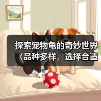 探索宠物龟的奇妙世界(品种多样,选择合适的宠物龟)(图4) 探索宠物龟的奇妙世界(品种多样,选择合适的宠物龟)(图4)