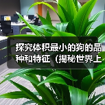探究体积最小的狗的品种和特征（揭秘世界上最小体型狗的品种、特点及饲养注意事项）（图1）