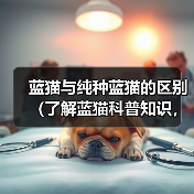 蓝猫与纯种蓝猫的区别（了解蓝猫科普知识，从头探寻不一样的蓝猫世界）（图3）