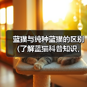 蓝猫与纯种蓝猫的区别（了解蓝猫科普知识，从头探寻不一样的蓝猫世界）（图1）