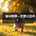 猫咪换粮一定要过渡吗？（图4）