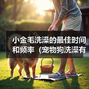 小金毛洗澡的最佳时间和频率（宠物狗洗澡有讲究，别错过最佳时机！）（图3）
