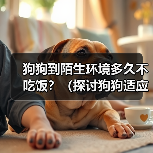 狗狗到陌生环境多久不吃饭?(探讨狗狗适应陌生环境后的饮食问题)(图1) 狗狗到陌生环境多久不吃饭?(探讨狗狗适应陌生环境后的饮食问题)(图1)