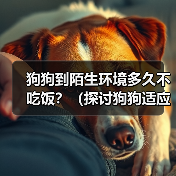 狗狗到陌生环境多久不吃饭?(探讨狗狗适应陌生环境后的饮食问题)(图4) 狗狗到陌生环境多久不吃饭?(探讨狗狗适应陌生环境后的饮食问题)(图4)