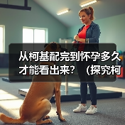 从柯基配完到怀孕多久才能看出来?(探究柯基繁殖的时间节点和迹象)(图2) 从柯基配完到怀孕多久才能看出来?(探究柯基繁殖的时间节点和迹象)(图2)