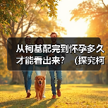 从柯基配完到怀孕多久才能看出来?(探究柯基繁殖的时间节点和迹象)(图3) 从柯基配完到怀孕多久才能看出来?(探究柯基繁殖的时间节点和迹象)(图3)