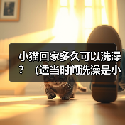 小猫回家多久可以洗澡？（适当时间洗澡是小猫健康的关键）（图2）