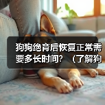 狗狗绝育后恢复正常需要多长时间?(了解狗狗绝育手术后恢复的过程和时间)(图1) 狗狗绝育后恢复正常需要多长时间?(了解狗狗绝育手术后恢复的过程和时间)(图1)
