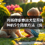 判断你家泰迪犬是否纯种的5个简单方法(纯种泰迪犬的特征及如何辨别)(图4) 判断你家泰迪犬是否纯种的5个简单方法(纯种泰迪犬的特征及如何辨别)(图4)