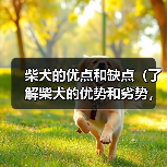 柴犬的优点和缺点(了解柴犬的优势和劣势,做出明智的选择)(图1) 柴犬的优点和缺点(了解柴犬的优势和劣势,做出明智的选择)(图1)