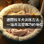 德国牧羊犬训练方法——培养完整乖巧的伴侣(了解德牧习性,科学训练你的犬只)(图2) 德国牧羊犬训练方法——培养完整乖巧的伴侣(了解德牧习性,科学训练你的犬只)(图2)