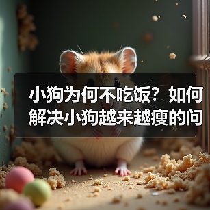 小狗为何不吃饭？如何解决小狗越来越瘦的问题（了解小狗不吃饭的原因及有效的应对方法）（图4）